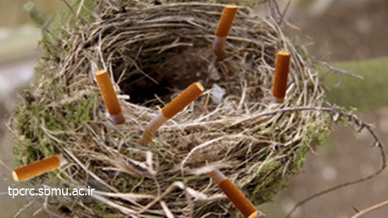 ساختن آشيانه از ته سيگار 